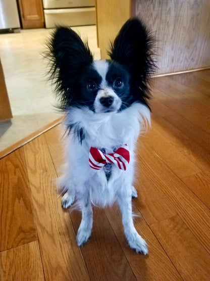 Candy Cane Dog Collar Set - Christmas Dog Collar - Craft Designs By Kenz Collar Set