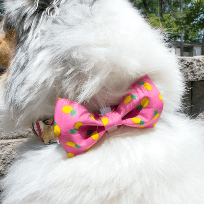 Pink Lemonade Collar - Craft Designs By Kenz - Collar - Personalized Pet Collar