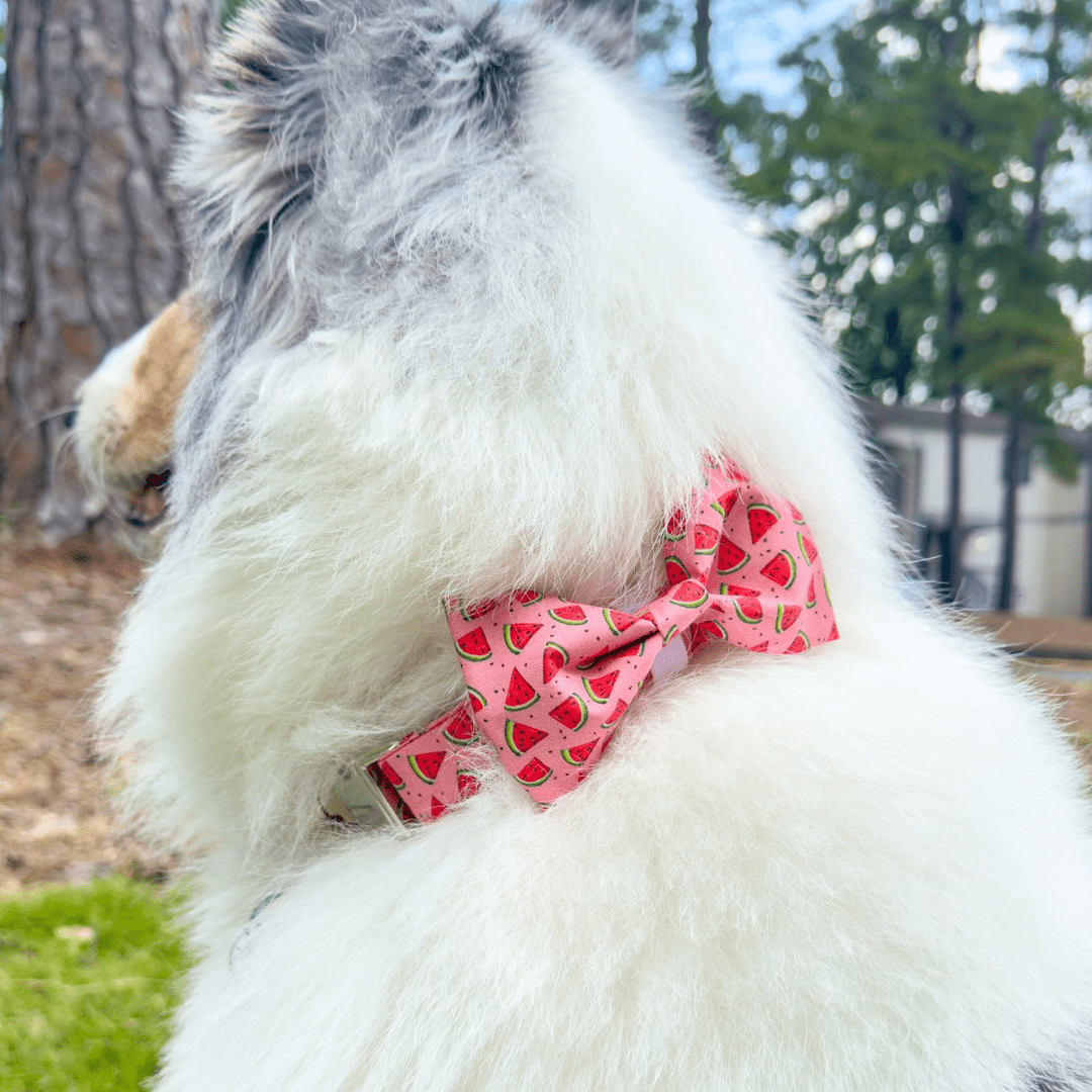 Watermelon Collar - Craft Designs By Kenz - Collar - Collar Set